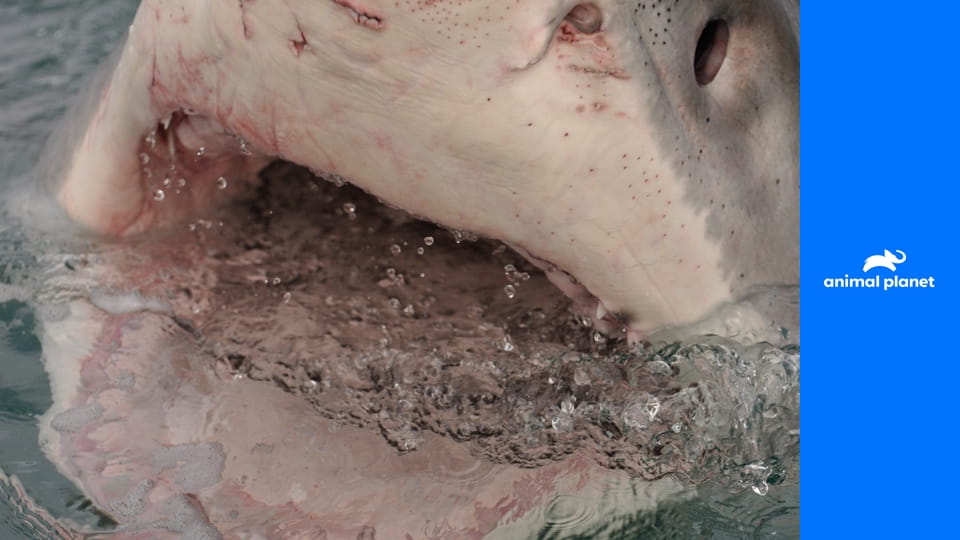 Рай для акул