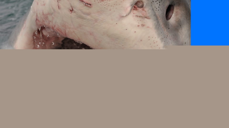 Рай для акул