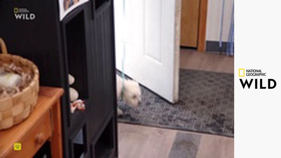 Невероятный доктор Пол S23E4