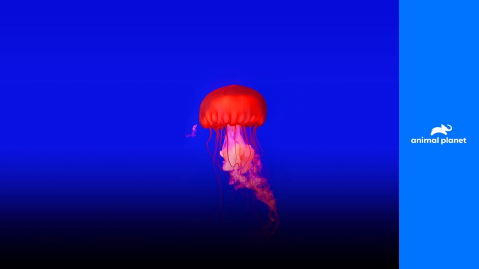 Удивительный мир животных S1E31