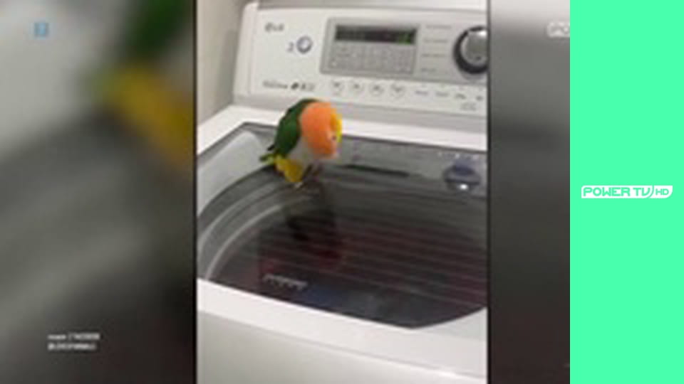 Zakręcone stworzonka z Internetu S2E14