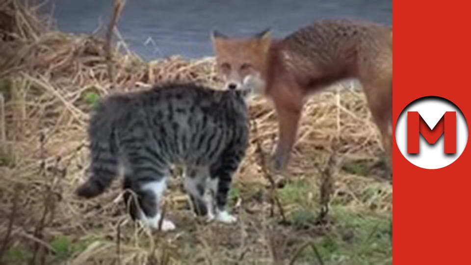 Max Show - season 2 - episode 109