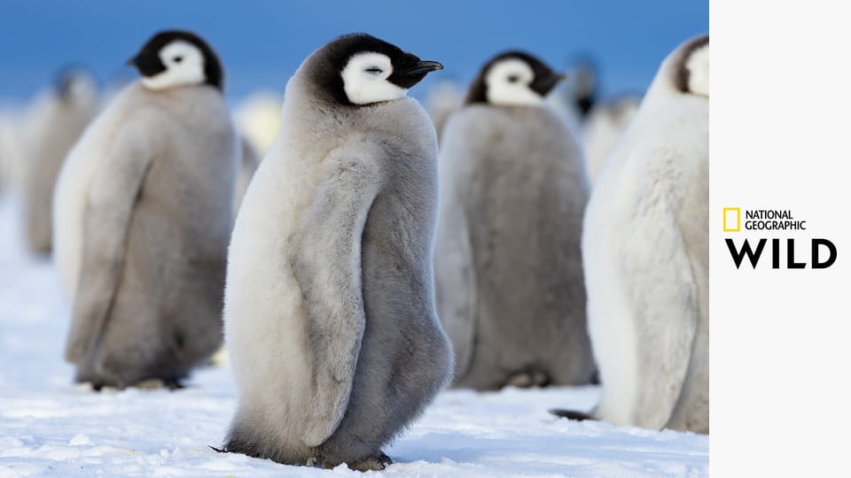 Секреты пингвинов S1E3
