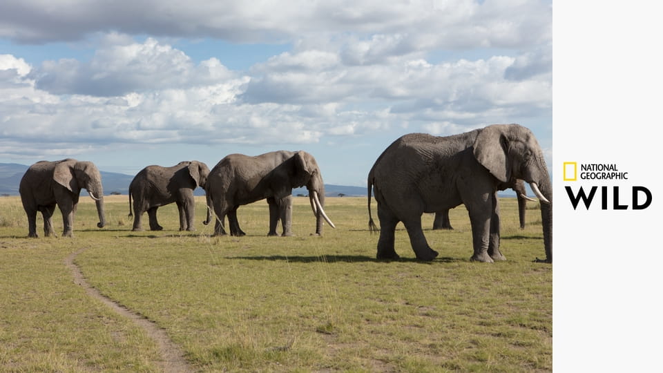Fára mászó oroszlánok E1