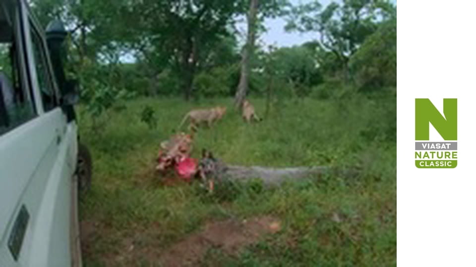Malawi Wildlife Rescue - An Island Home
