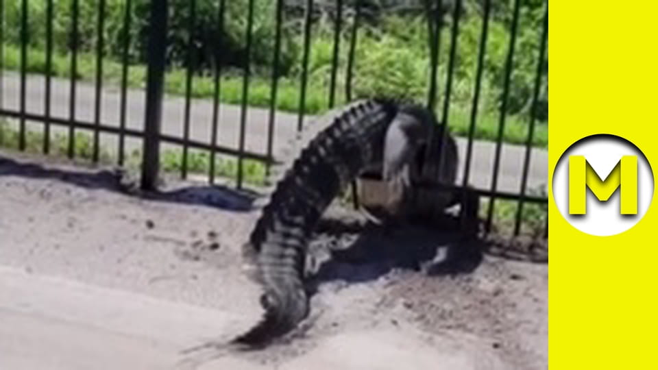 Max TV - сезон 2 - серія 23