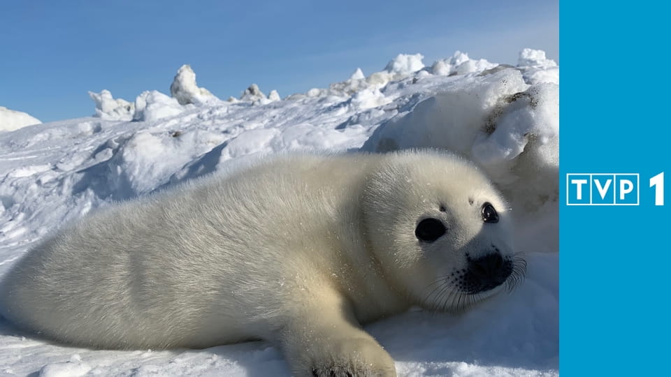 Kanada - sztuka przetrwania na dzikiej północy