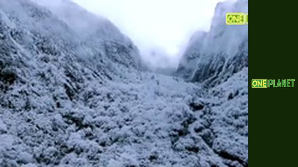 Четыре сезона в королевстве панд, 1 эп.