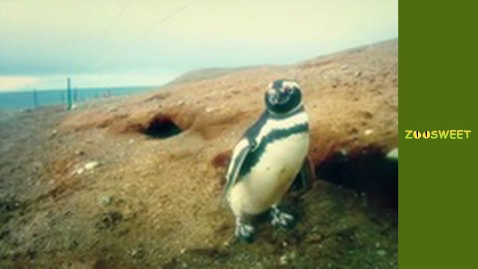 Animal communities, Season 1, Episode 3