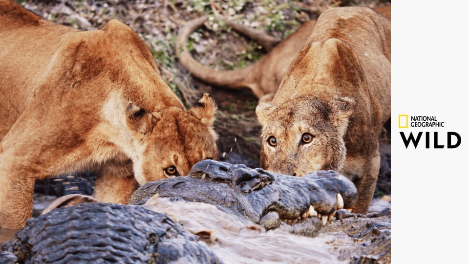 Катави - разрушенный рай в Африке S1E3