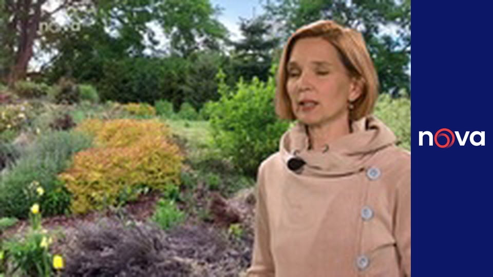 Odpolední Televizní noviny