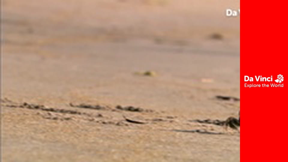 Animal Anarchists - Escaping the Wasp