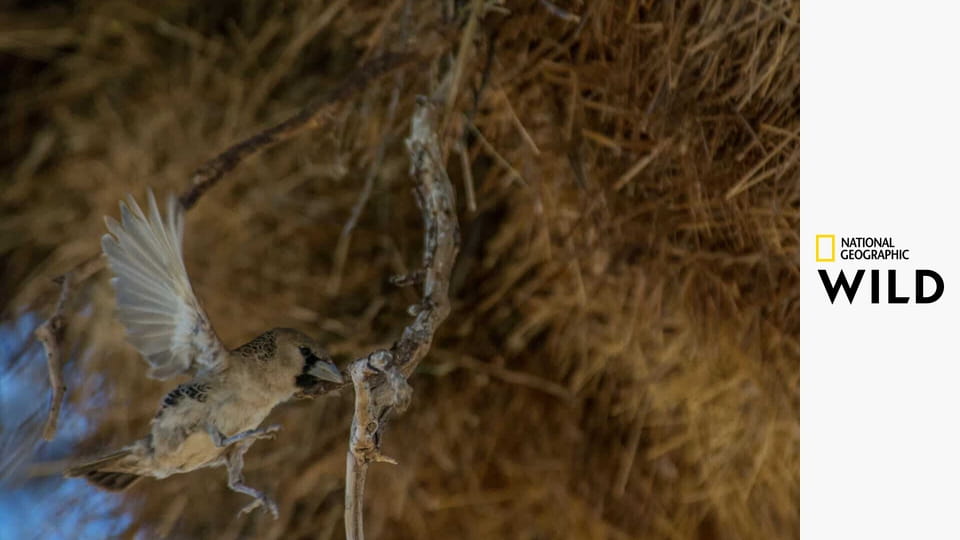 Království afrických predátorů S1E5 - Kalahari