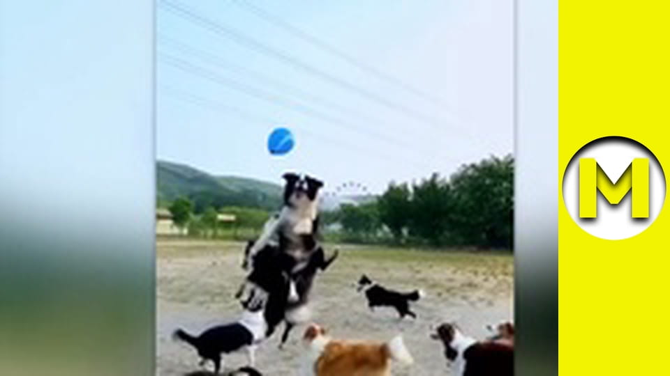 TOP (Max TV) - сезон 3 - серія 42