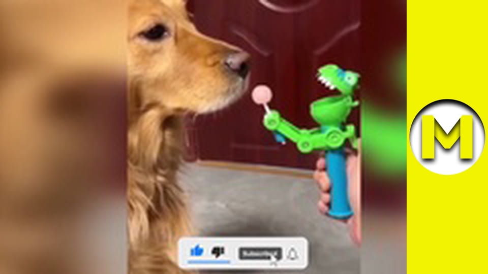 TOP (Max TV) - сезон 3 - серія 42