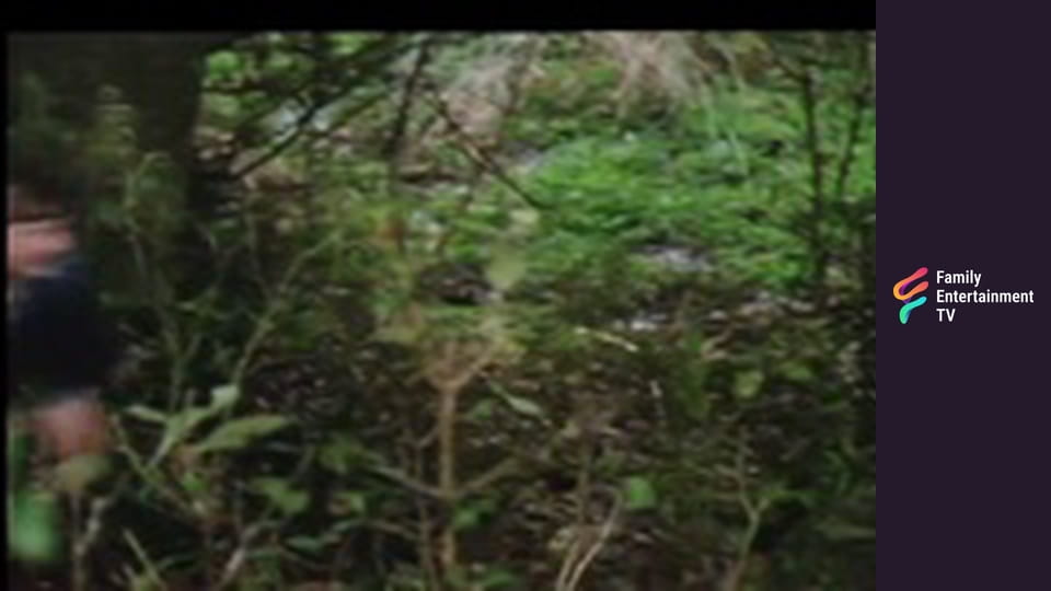 Woods of Adventure Part 2