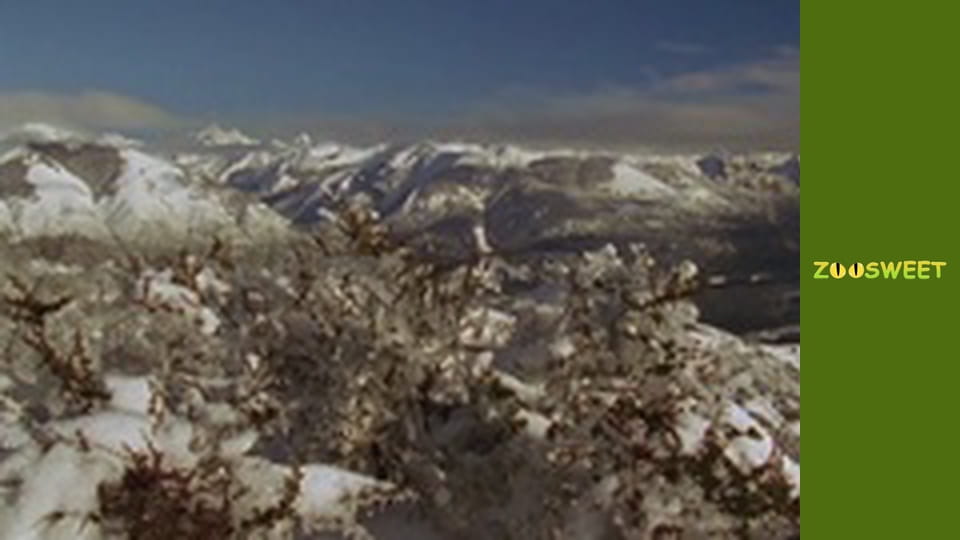 Знайомство з дикою природою, Випуск 17