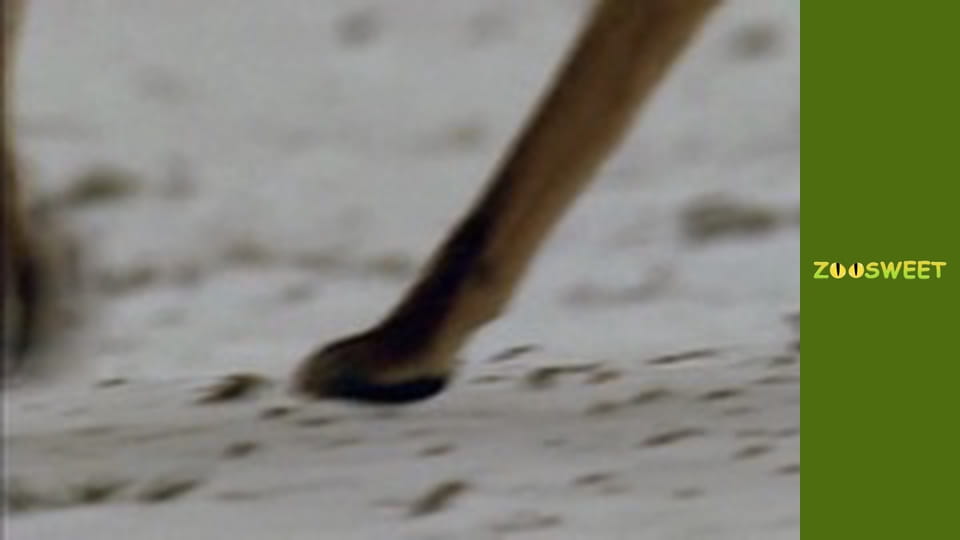 Знакомство с дикой природой, Выпуск 17