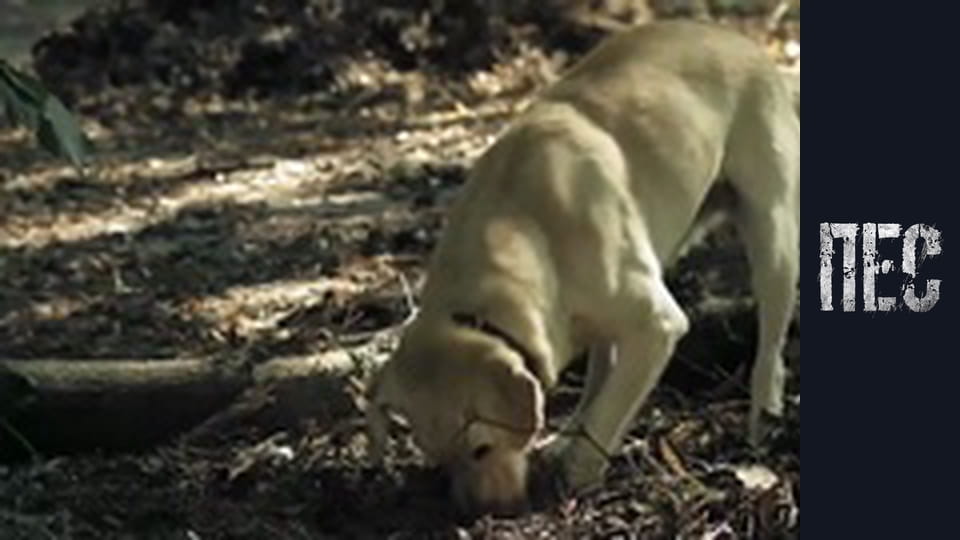 Пёс, Сезон 5, Серия 5