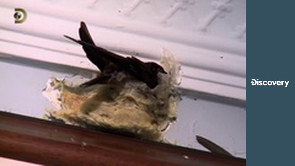 Как это сделано? S16E10