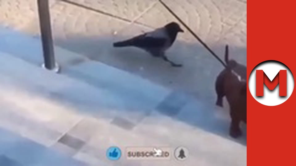 Max TV - сезон 5 - серія 82