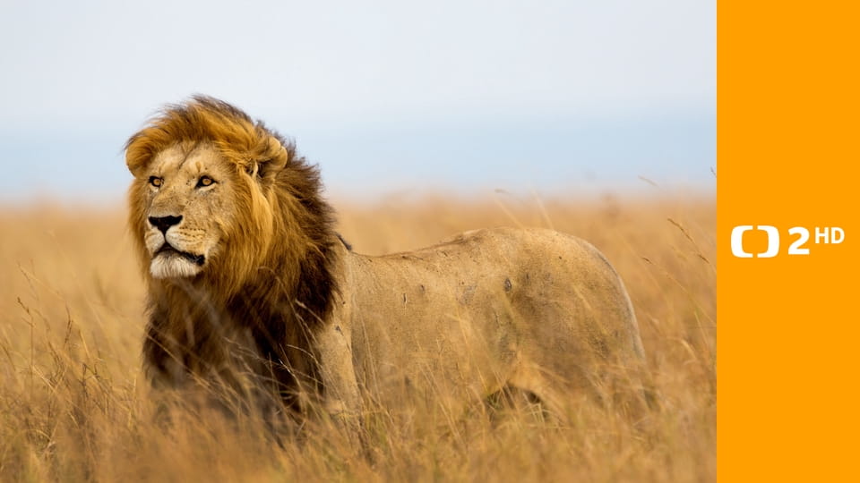 Velké kočky ve dne v noci E1