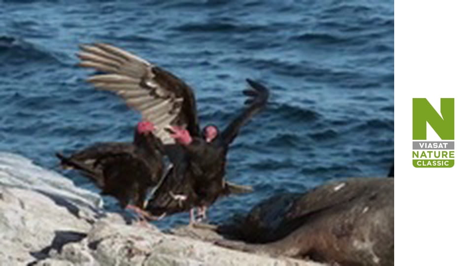 Дикие борцы - Борьба за жизнь