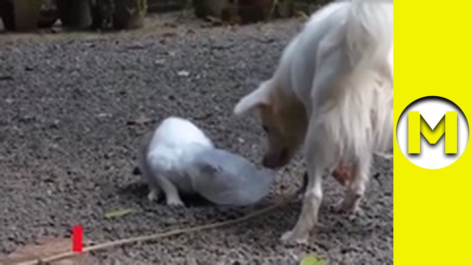 Max TV - сезон 1 - серия 51