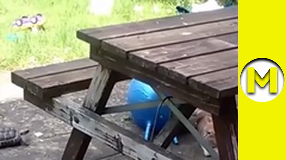 Max TV - сезон 1 - серія 147