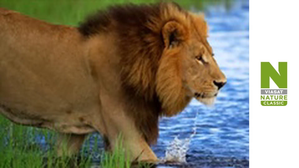 Massive Africa - MalaMala