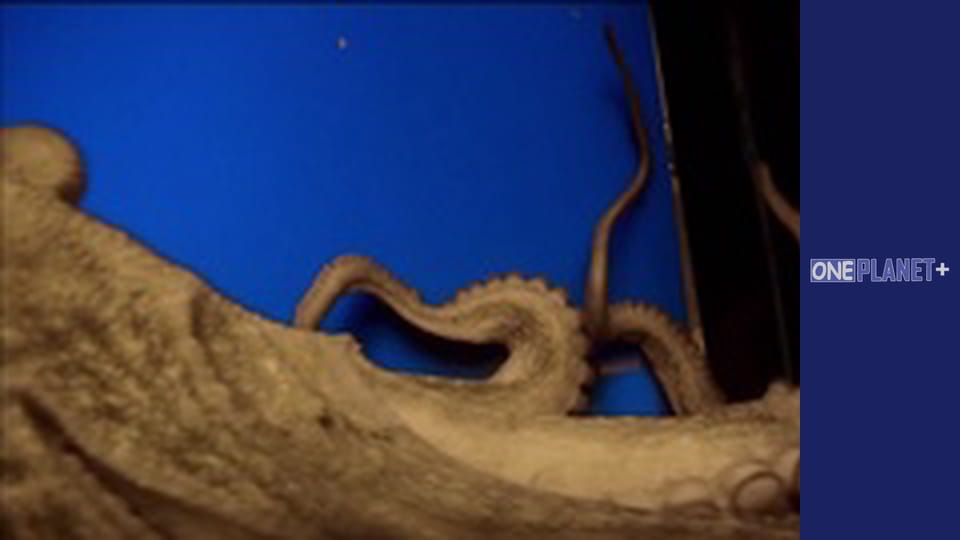 У пошуках знань. - серия 18