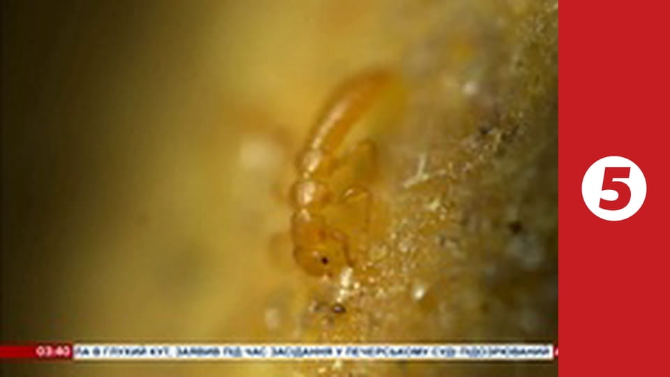 Лінійка документальних фільмів