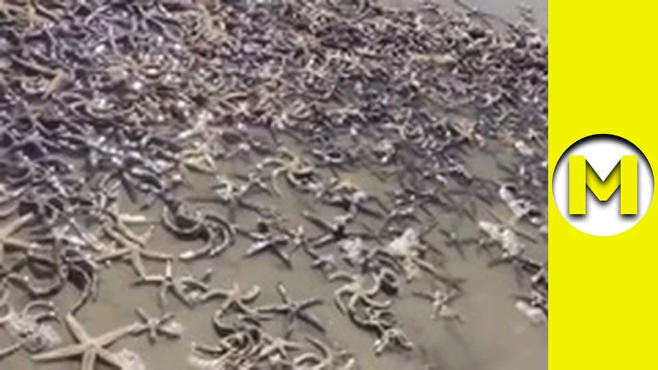 TOP (Max TV) - сезон 3 - серія 22