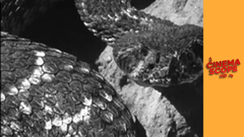 Natural Born Killers