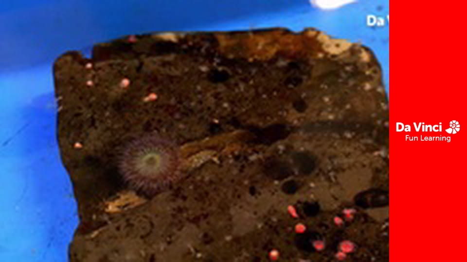 Дослідження: «Дивовижна планета» - Популяризатори науки