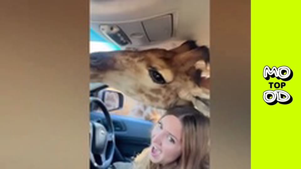 TopMood - Випуск 56