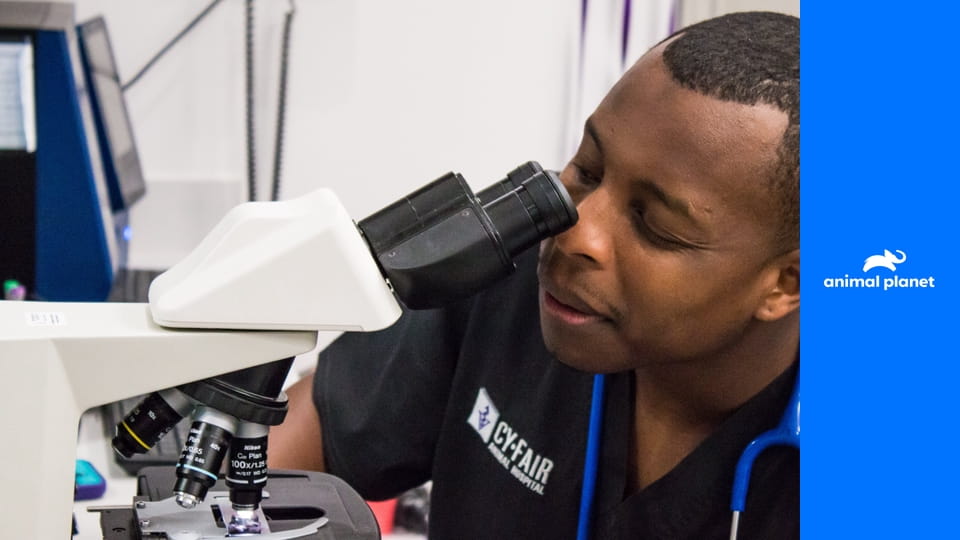 Будни ветеринара S2E7 - Чудо-щенки