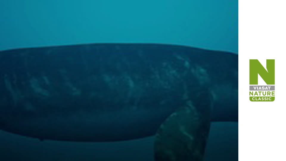 В поисках затерянных зверей Сезон 2 Эпизод 4