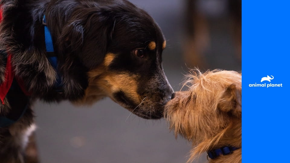 Герои среди нас S1E5 - Заклинательница коал