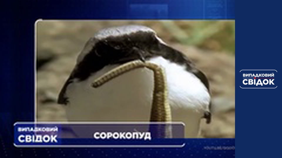 Случайный свидетель, Выпуск 248