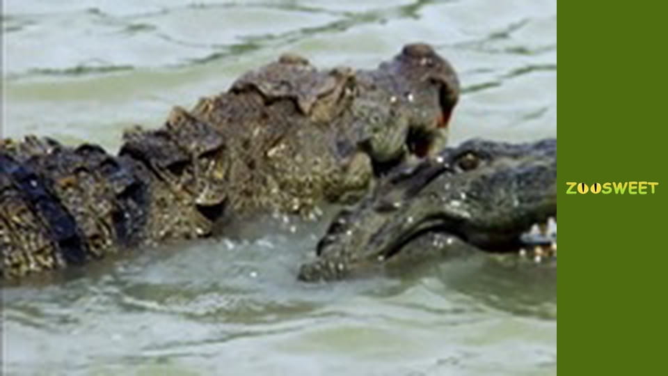 Супер чуття - серія 8