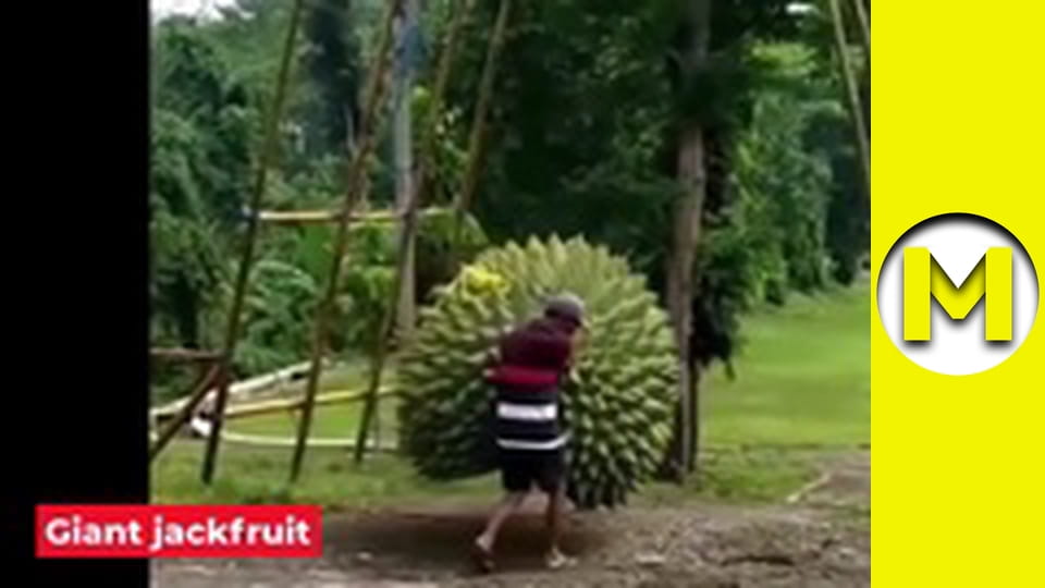 Max TV - сезон 1 - серія 31