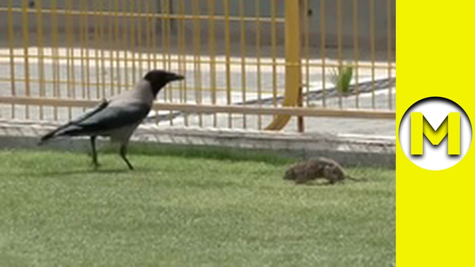 Max TV - сезон 1 - серия 119