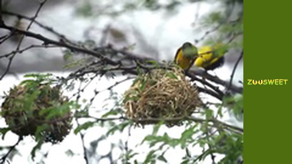 Дикі тварини Сан-Дієго - серія 20