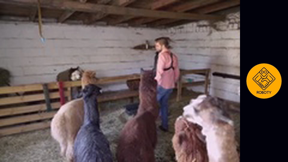 Pracowałem jako opiekun alpak