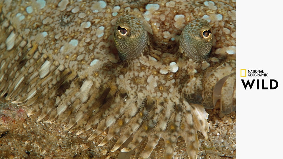 Самые странные в мире S1E3 - Выживание самых странных животных