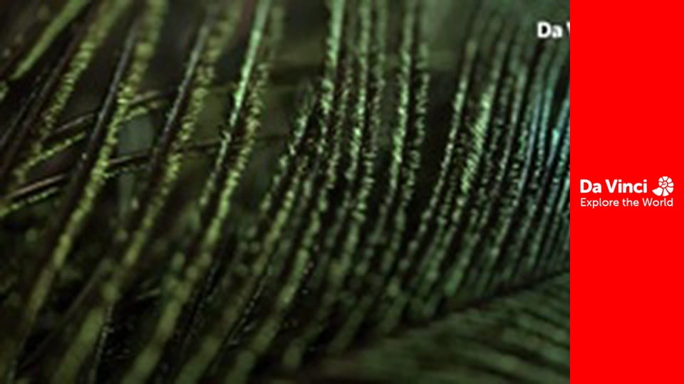 Бунтівні тварини - Дуже приваблива пастка для комах