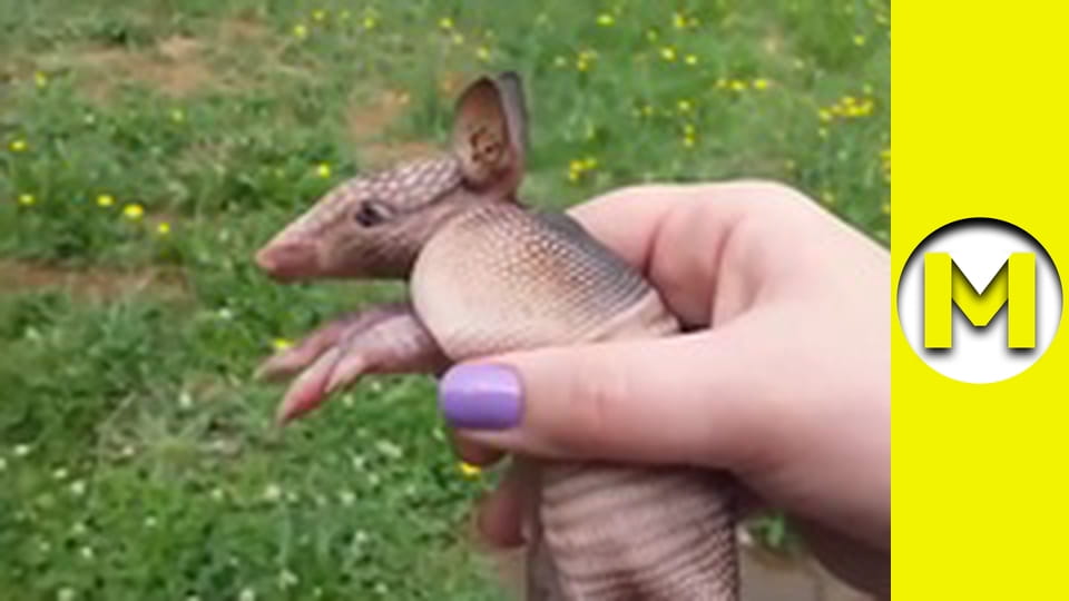 TOP (Max TV) - сезон 3 - серия 20