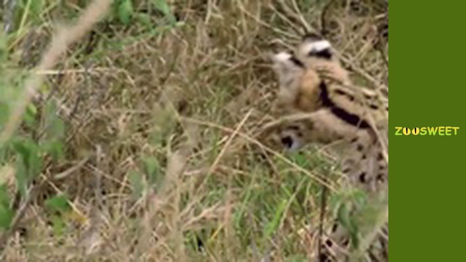 Дикі тварини - серія 9