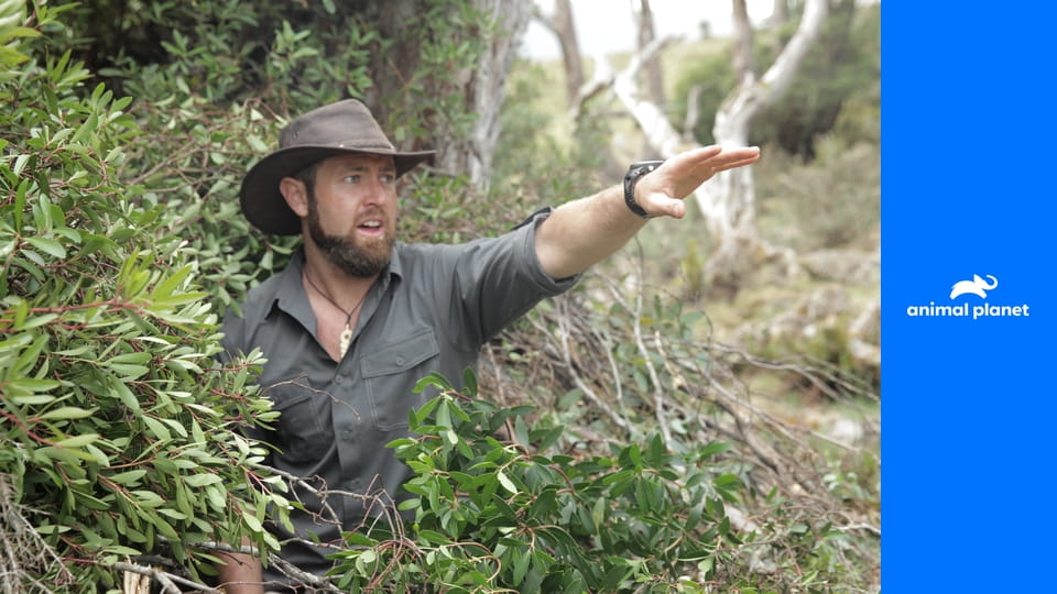 Живой или вымерший S1E7 - Яванский тигр